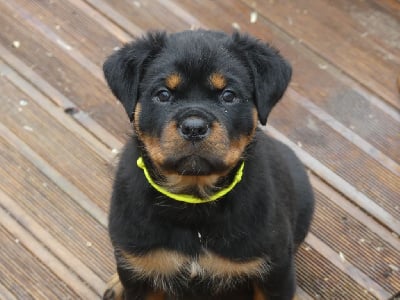 Les chiots de Rottweiler