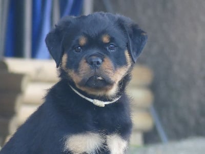 Les chiots de Rottweiler