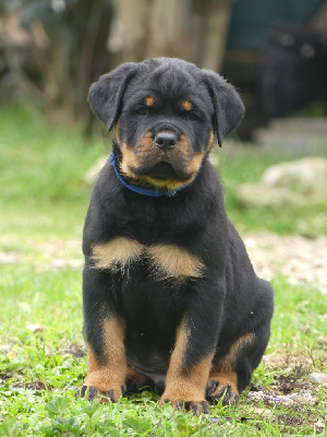Les chiots de Rottweiler