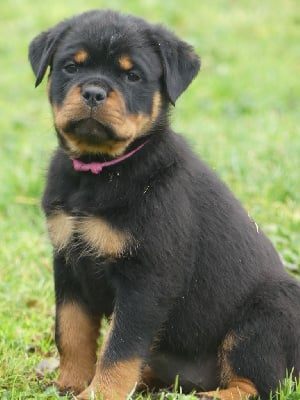 Les chiots de Rottweiler