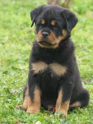 Les chiots de Rottweiler