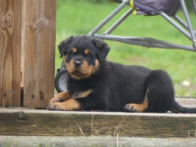 Les chiots de Rottweiler