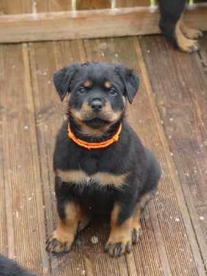 Les chiots de Rottweiler