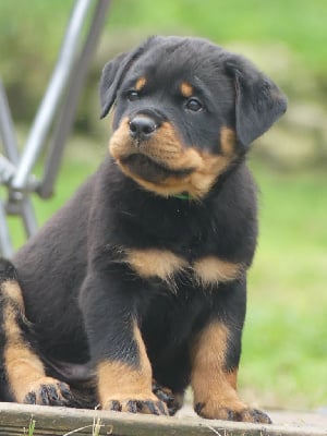 Les chiots de Rottweiler