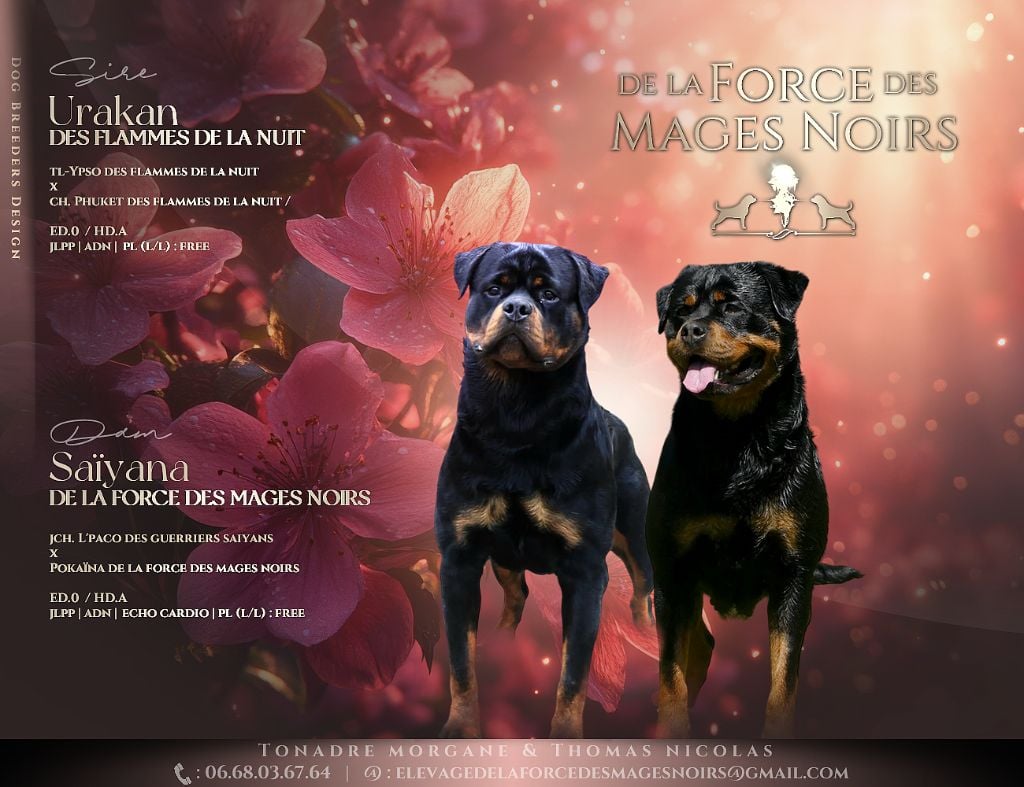 Rottweiler - De La Force Des Mages Noirs