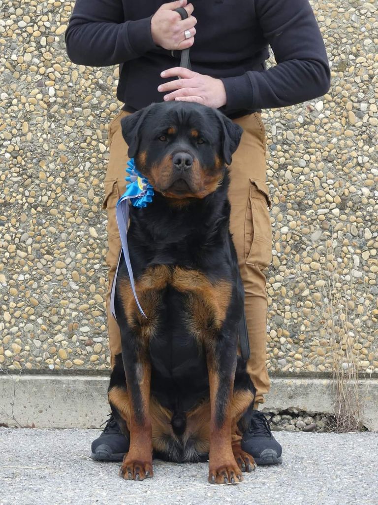 Rafal De La Force Des Mages Noirs - 1er exc + RCACS