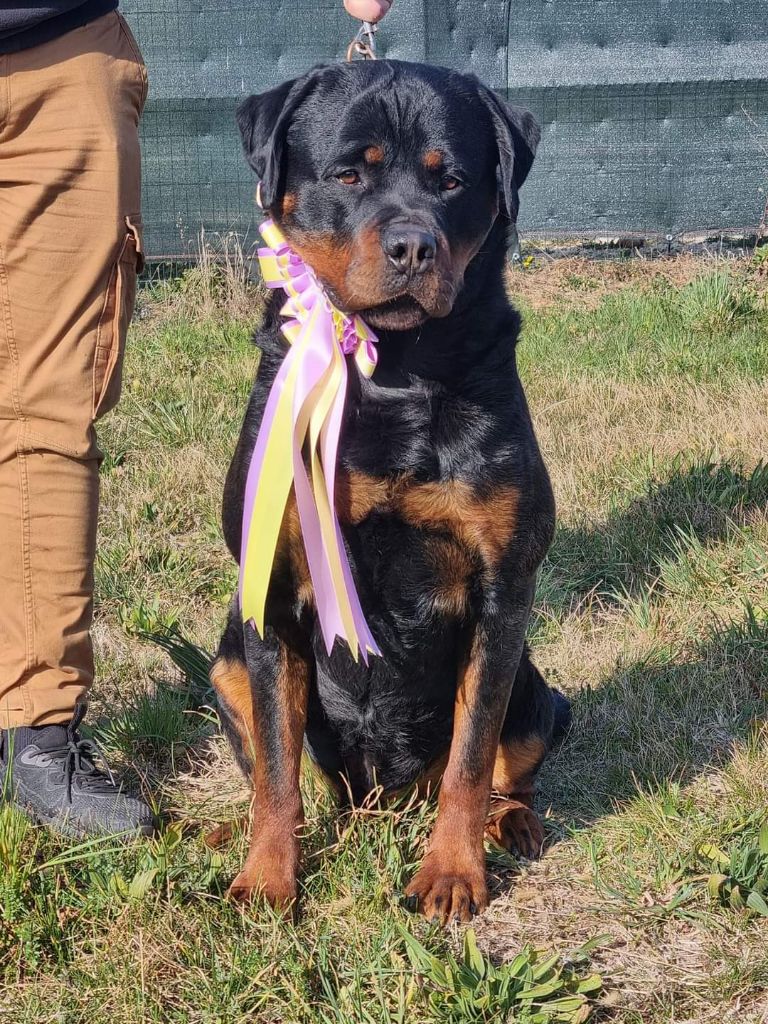 Rafal De La Force Des Mages Noirs - 1er EXC + CACS + RCACIB