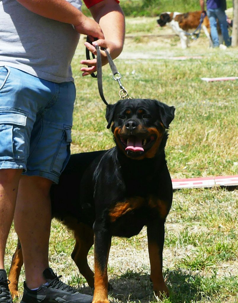 Mayla Des Flammes De La Nuit - 2ieme excellent