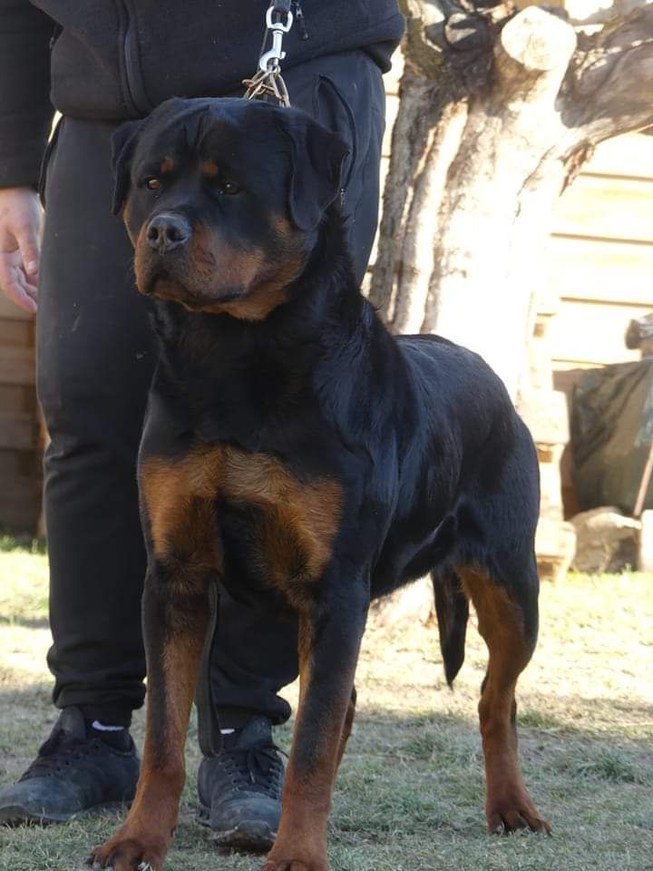 Rafal De La Force Des Mages Noirs - 1er exc + boj ( meilleur jeune )