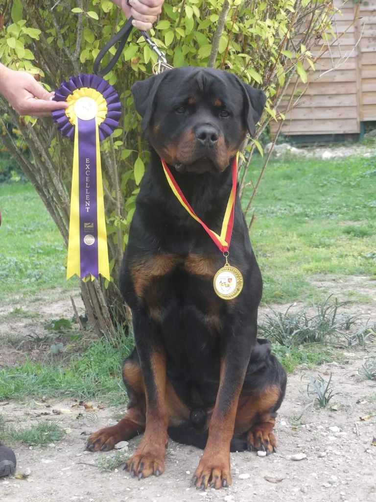 Rafal De La Force Des Mages Noirs - 2ieme exc