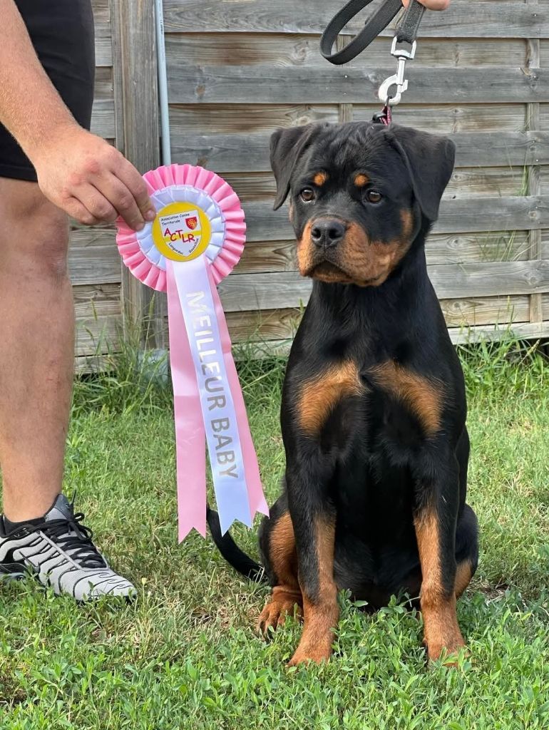 Vaika De La Force Des Mages Noirs - 1ere très prometteur + meilleur baby