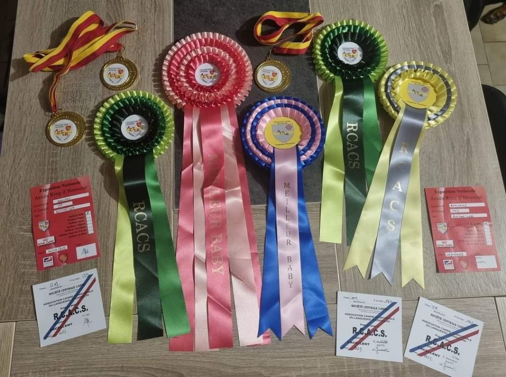 Rafal De La Force Des Mages Noirs - 2ieme EXC + RCACS