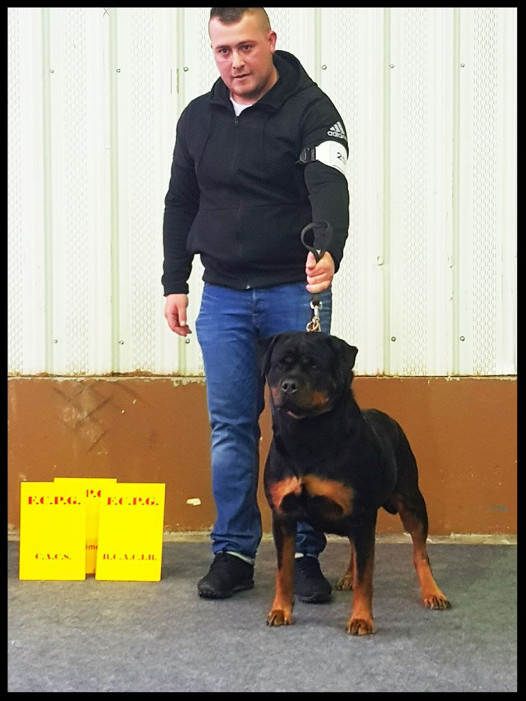 Mayla Des Flammes De La Nuit - 1ière excellent + CACS + RCACIB