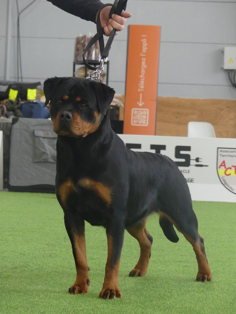 Vaika De La Force Des Mages Noirs - 2eme EXC