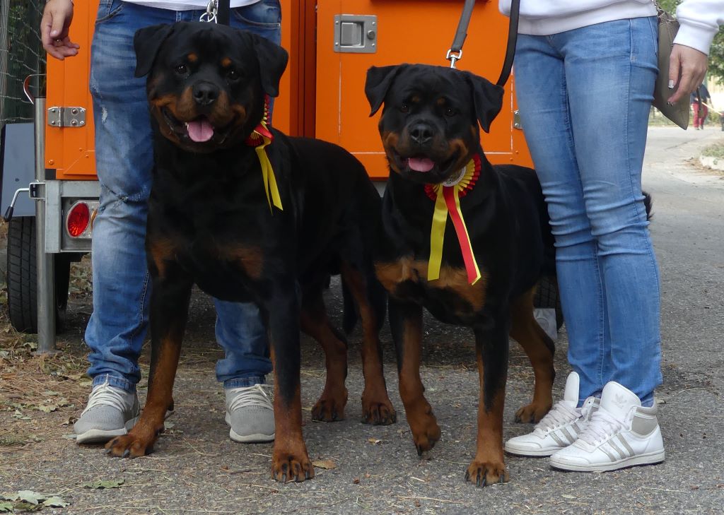 Mayla Des Flammes De La Nuit - 3 ieme excellent