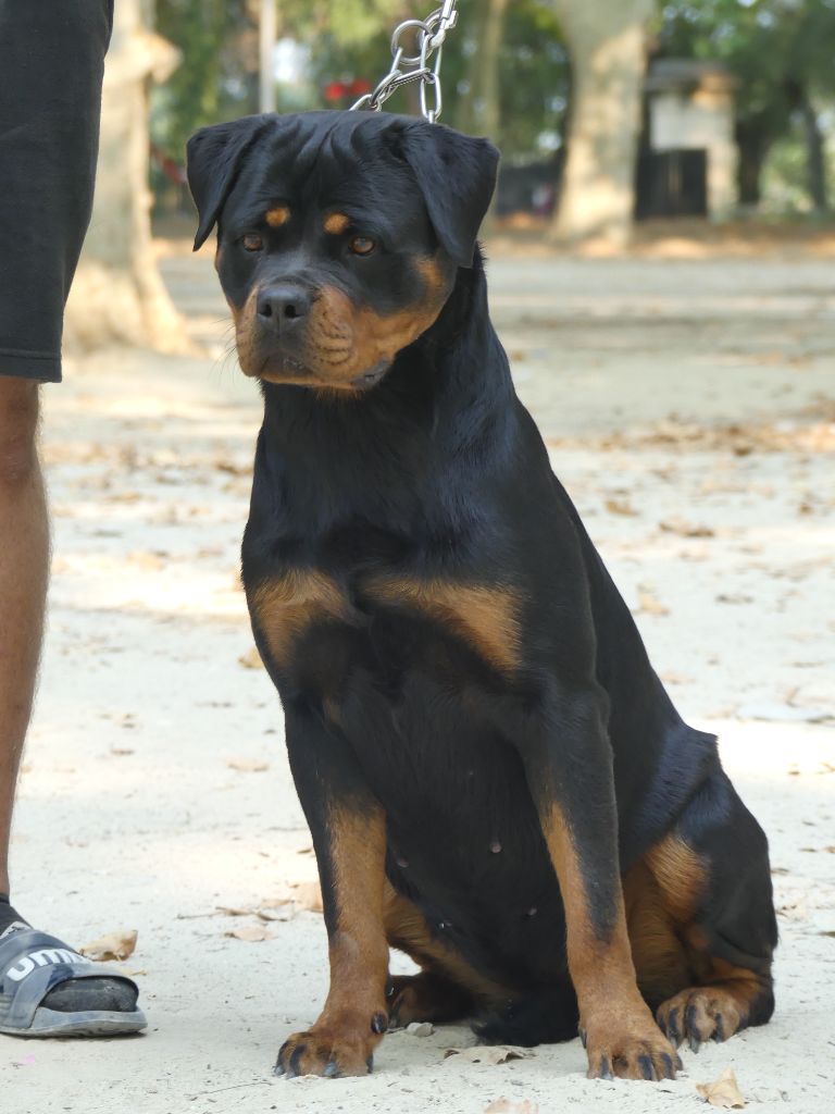 Vaika De La Force Des Mages Noirs - 2ieme exc