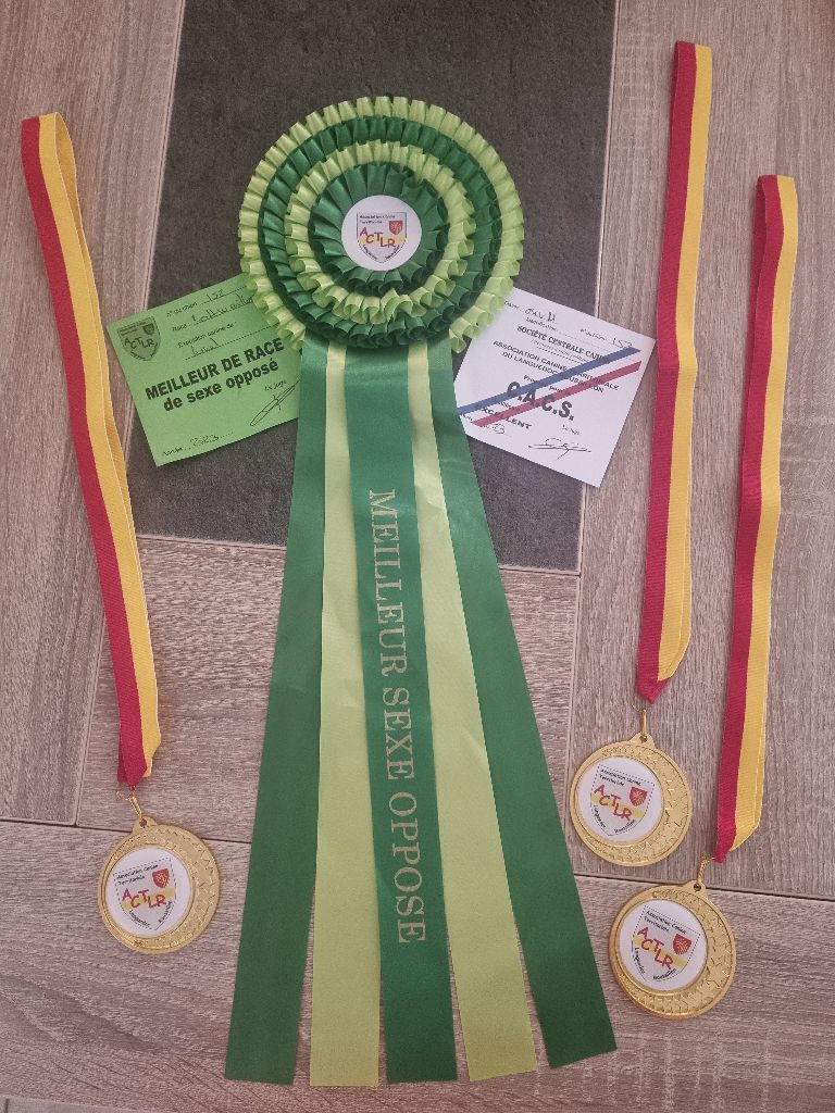 Rafal De La Force Des Mages Noirs - 1ER EXC