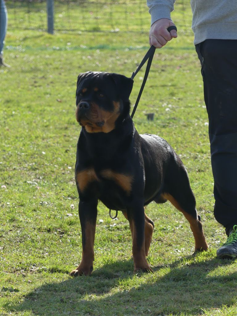 Vaika De La Force Des Mages Noirs - NC EXC