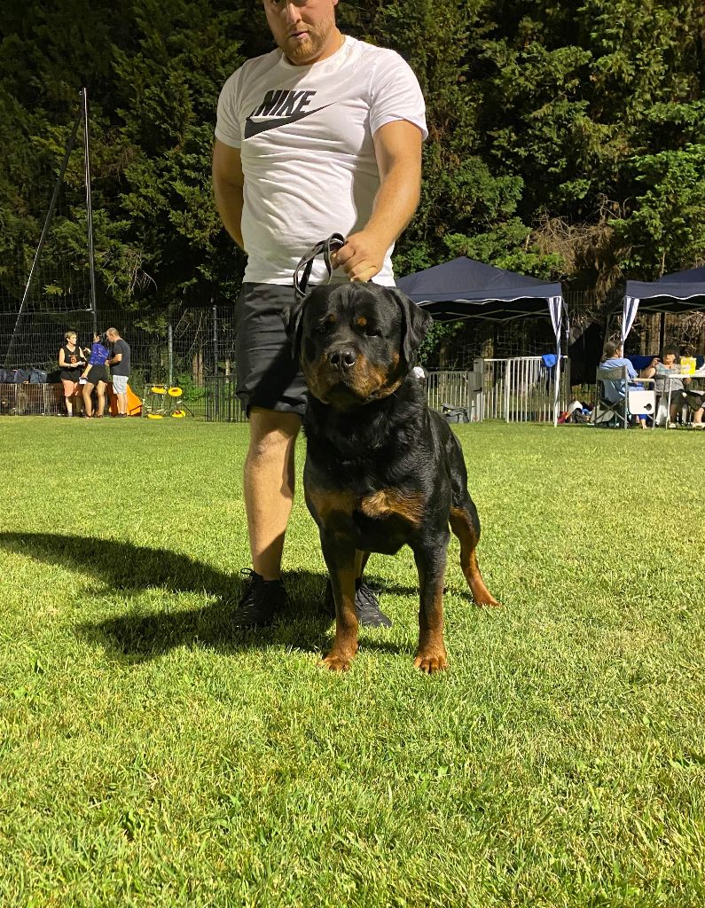 Rafal De La Force Des Mages Noirs - 1er + cacs + bos ( meilleur de sexe opposé )