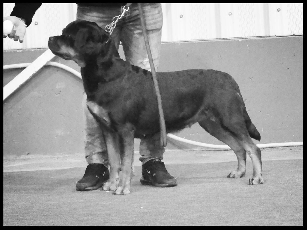 Mayla Des Flammes De La Nuit - 3ieme excellent