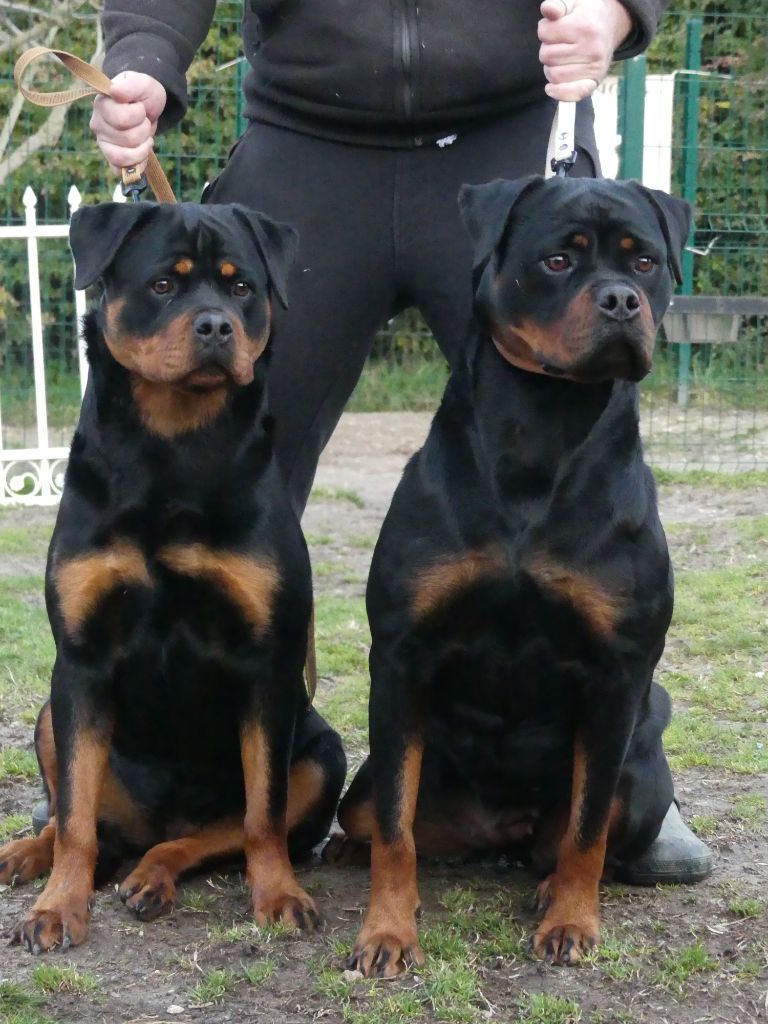 Vaika De La Force Des Mages Noirs - 1iere exc + cacs-j