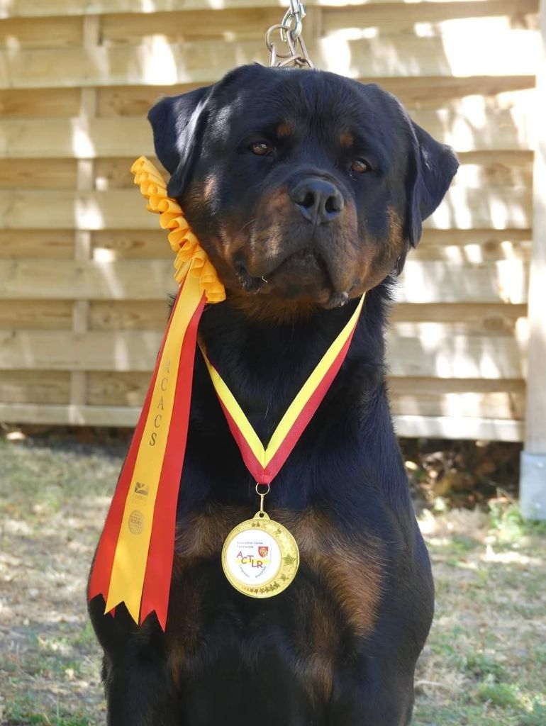 Rafal De La Force Des Mages Noirs - 2ieme exc + RCACS