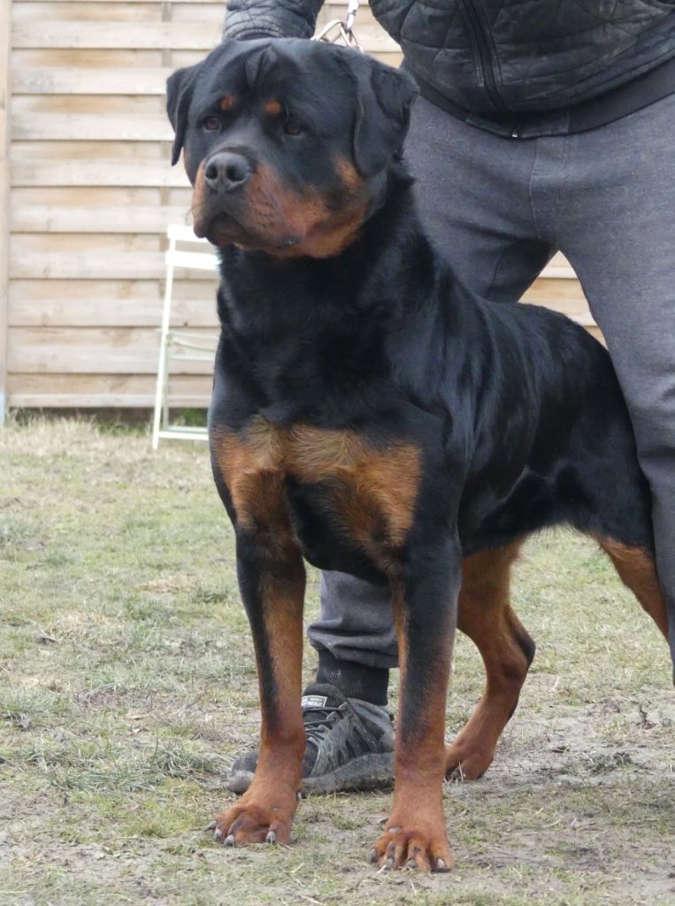 Rafal De La Force Des Mages Noirs - 2ieme exc