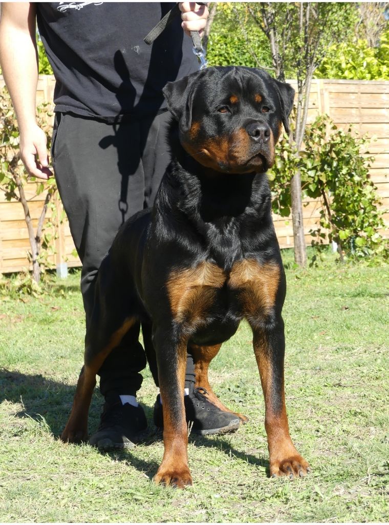 Rafal De La Force Des Mages Noirs - 4ieme exc