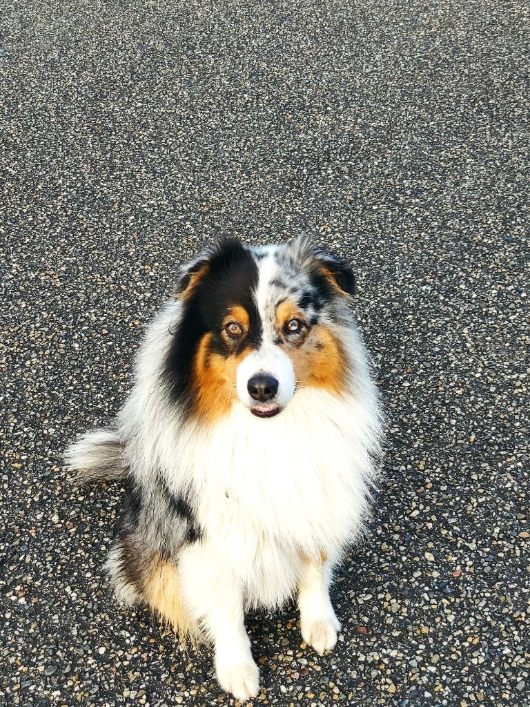 Publication : du Royaume de Congis