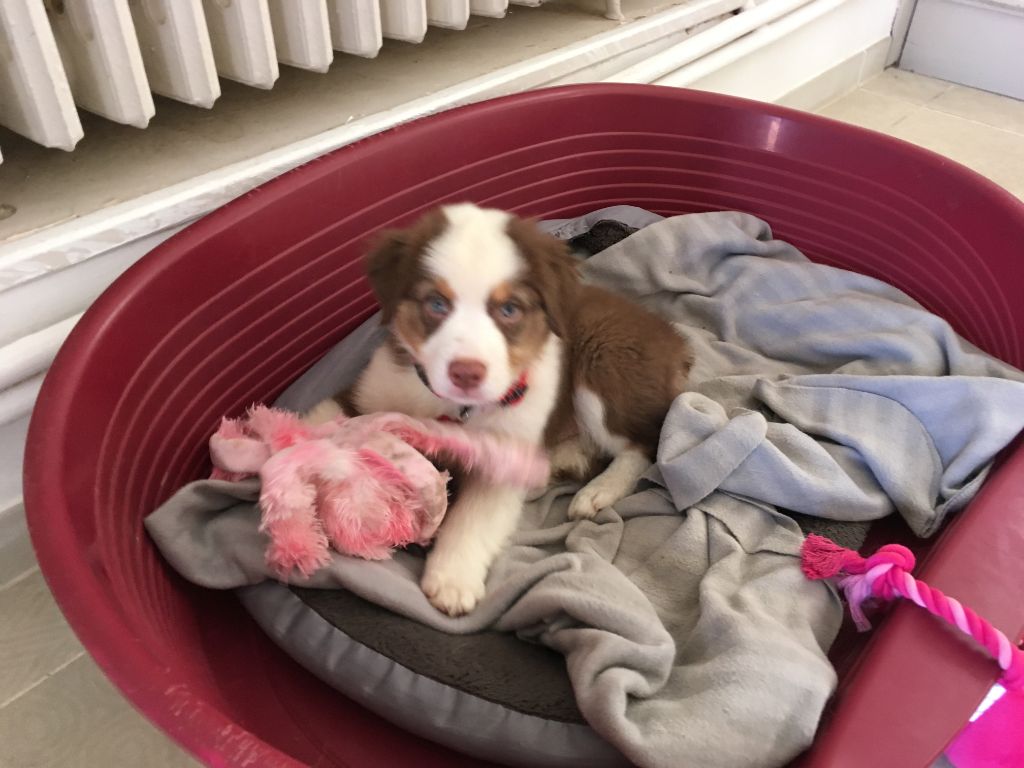 Publication : du Royaume de Congis