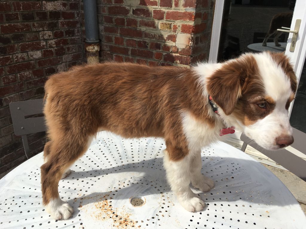 Publication : du Royaume de Congis