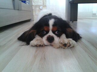 Publication : (Sans Affixe)