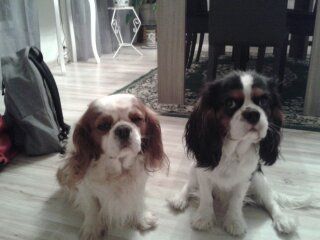 Publication : (Sans Affixe)