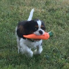 Publication : (Sans Affixe)