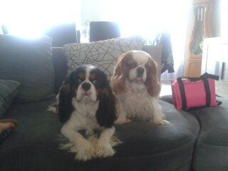 Publication : (Sans Affixe)