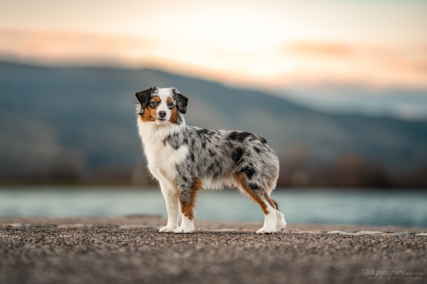 Publication : Of American Madness