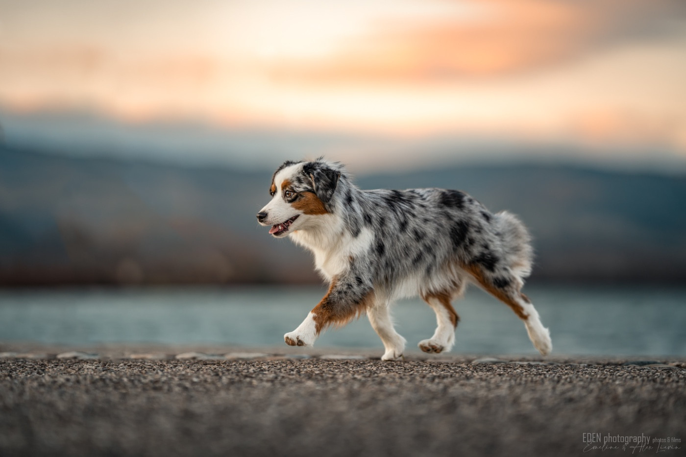 Publication : Of American Madness