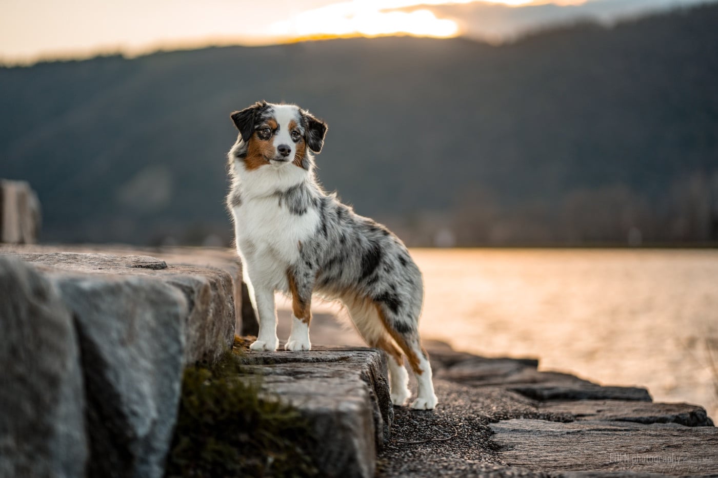 Publication : Of American Madness