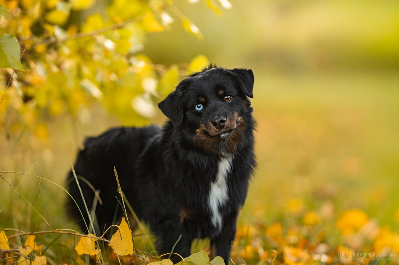 Publication : Of American Madness