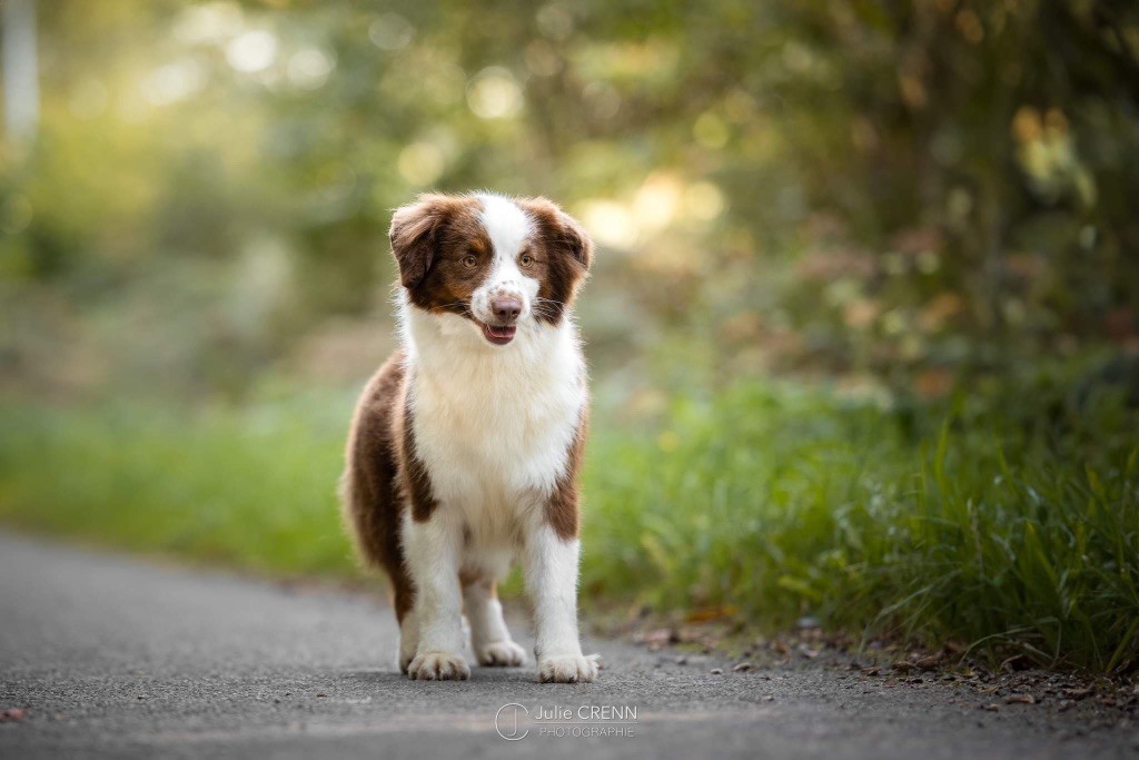 Publication : Of American Madness