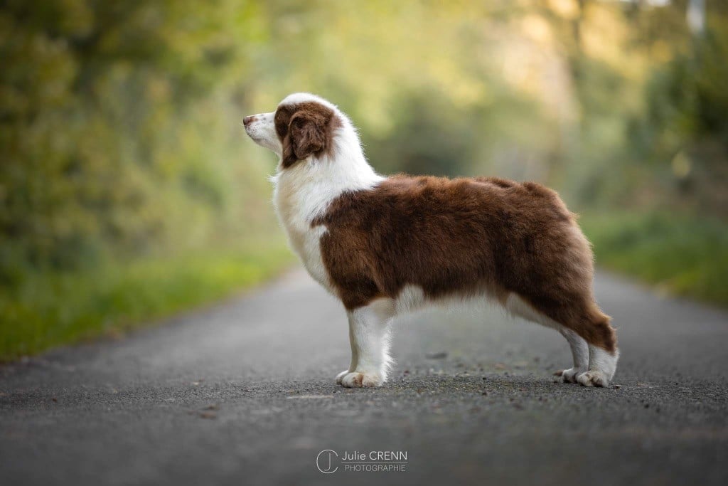 Publication : Of American Madness