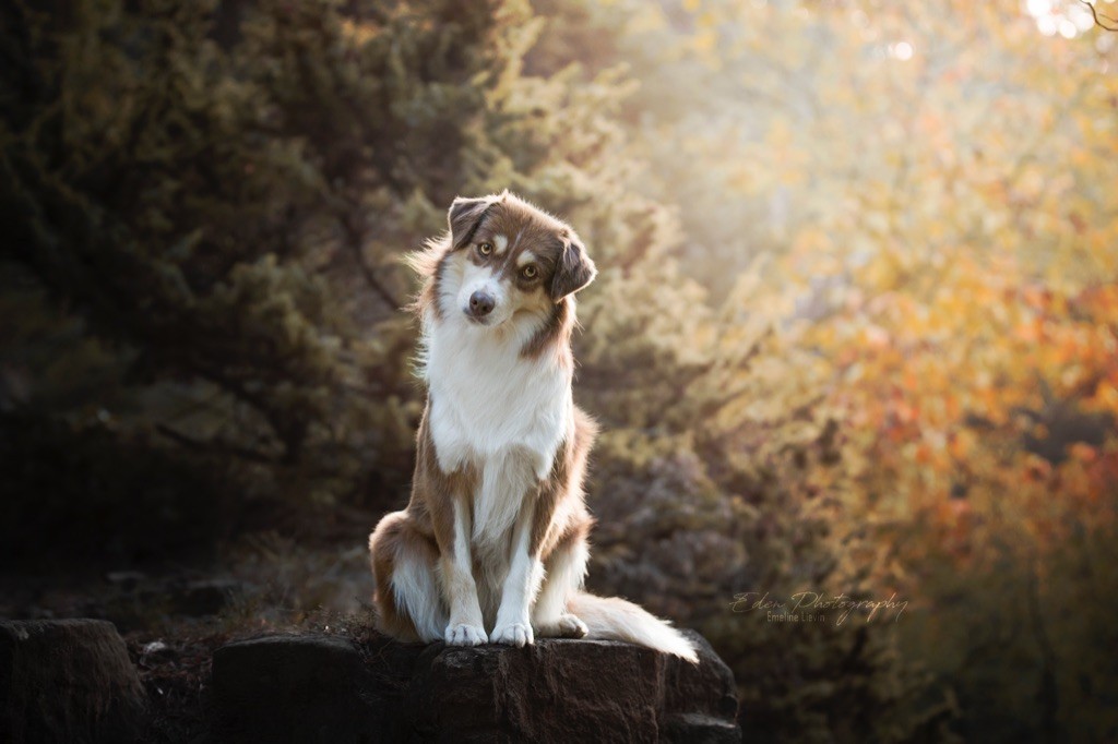 Publication : Des Terres d'Icok