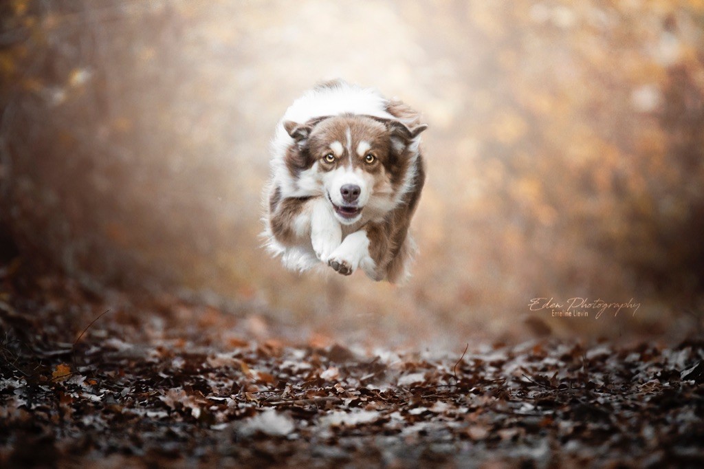 Publication : Des Terres d'Icok