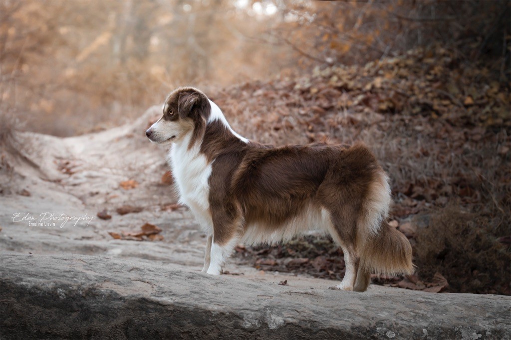 Publication : Des Terres d'Icok