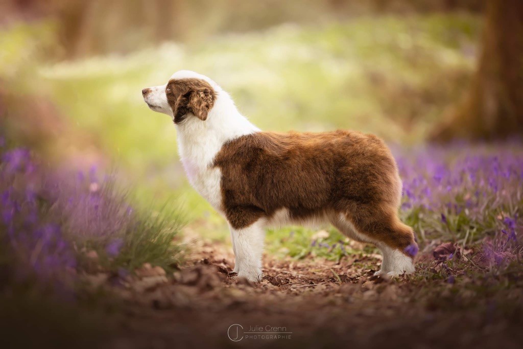 Publication : Of American Madness