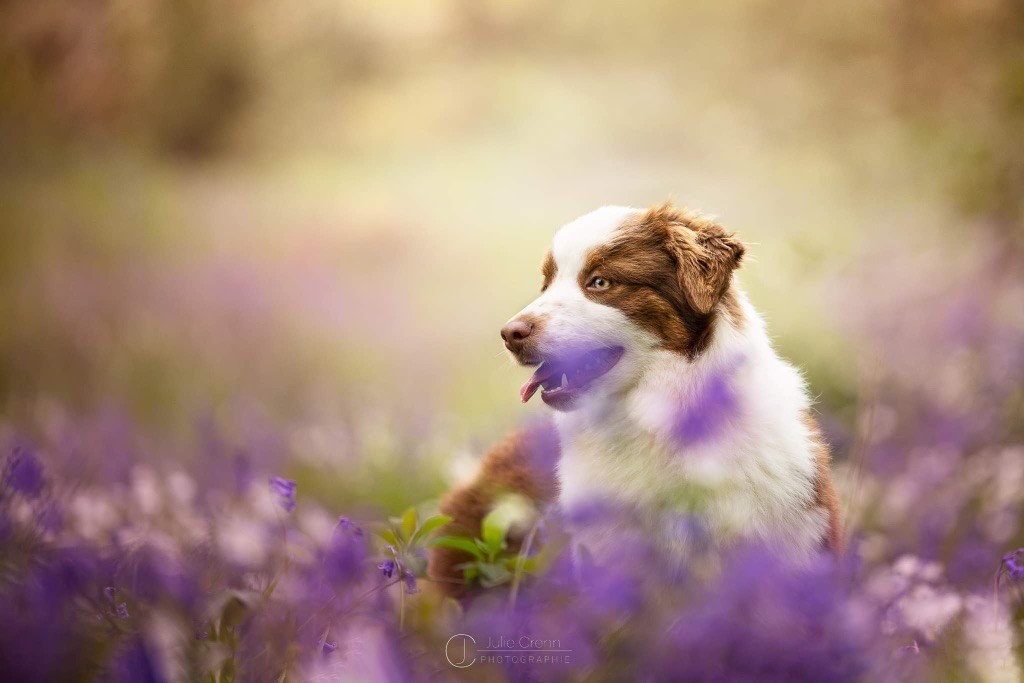 Publication : Of American Madness