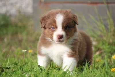 Les chiots de Berger Australien