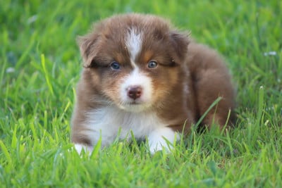 Les chiots de Berger Australien