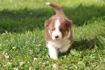 Les chiots de Berger Australien