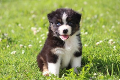 Les chiots de Berger Australien